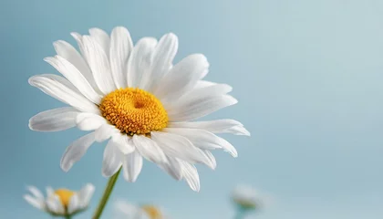 Deurstickers Beautiful chamomile daisy flower on neutral blue background. Minimalist floral concept with copy space. Creative still life summer, spring background © adobedesigner