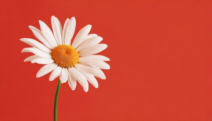 Beautiful chamomile daisy flower on neutral red background. Minimalist floral concept with copy space. Creative still life summer, spring background  - obrazy, fototapety, plakaty