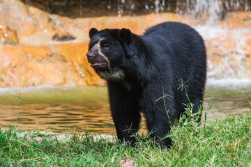 spectacled bear (Tremarctos ornatus), also known as the South American bear, Andean bear, Andean...