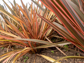 Phormium tenax, New Zealand flax or New Zealand hemp plant clumps closeup.