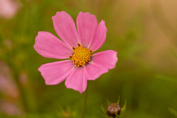 Pink cosmos flower (Cosmos Bipinnatus)on green background. Meadow summer flowers.
