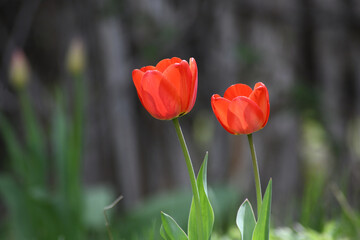 Tulips Two Red Flowers 