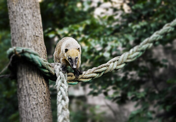 Adorable sleeping Brown nosed coati. Nasua nasua.	
