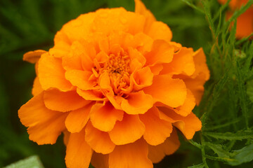 Blooming orange marigold flower (Tagétes) .
