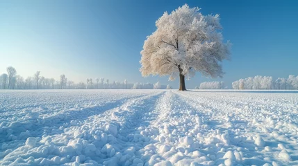 Foto op Plexiglas   A solitary tree, its branches dusted with snow, stands in the heart of a white-clad field Sky above is a clear, tranquil blue © Mikus
