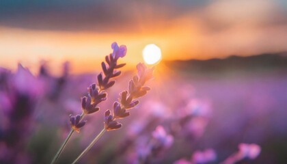 Sun dipping below horizon behind lavender field, magical, radiant colors, serene mood - obrazy, fototapety, plakaty