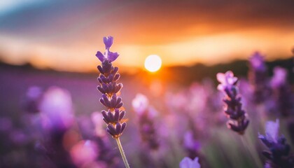 Sun dipping below horizon behind lavender field, magical, radiant colors, serene mood