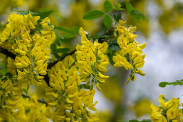 Laburnum anagyroides ornamental yellow shrub branches in bloom against blue sky, flowering small tree - obrazy, fototapety, plakaty