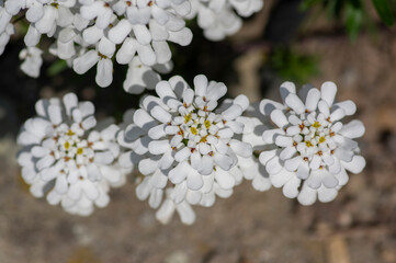 Iberis sempervirens evergreen candytuft perenial flowers in bloom, group of white springtime flowering rock plants