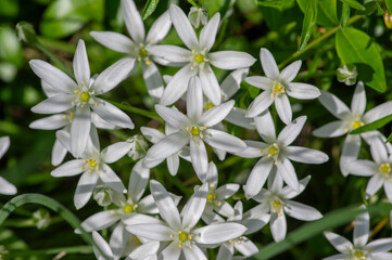 Fototapeta na wymiar Ornithogalum umbellatum grass lily in bloom, small ornamental and wild white flowering springtime plant