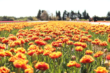 Champs de Tulipe