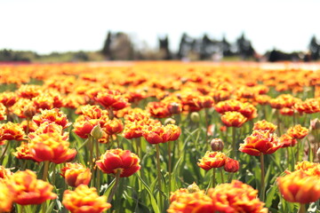 Champs de Tulipe