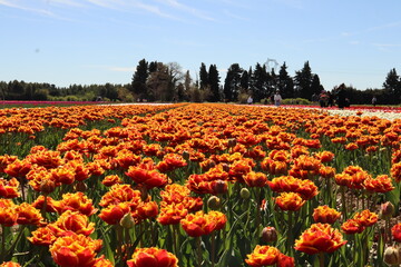 Fototapeta premium Champs de Tulipe