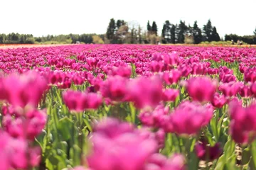 Rolgordijnen Champs de Tulipe © chloeguedy