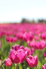 Champs de Tulipe