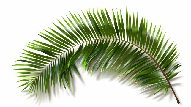 A modern illustration of tropical coconut leaves. Modern illustration of flora isolated on a white background.