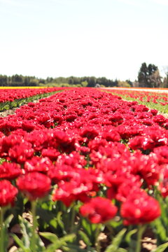 Champs de Tulipe