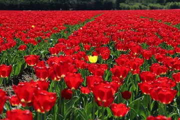 Rolgordijnen Champs de Tulipe © chloeguedy