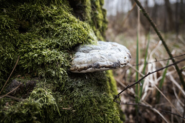 Huba, grzyb który rośnie na pniu drzewa.