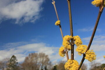 yellow flowers against blue sky