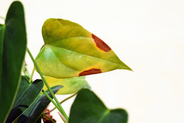 Browning, yellowing or drying anthurium leaves. Plant problems, the concept of houseplant care