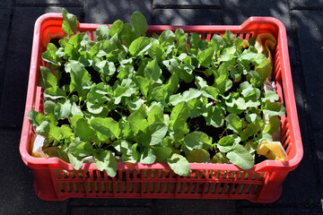 Radishes growing in soil substrate in plastic crate, lined with a plastic bag. Vegetable cultivation without flower bed or garden. Radishes can be harvested
