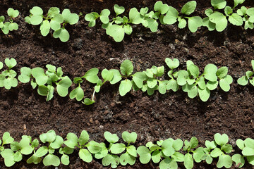 Radishes (young plants) growing in rows in soil substrate 
