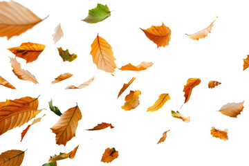 autumn leaves fly in the air isolated on transparent background cutout, PNG file.