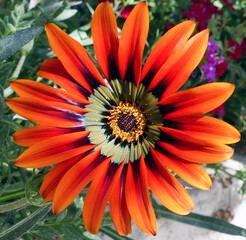 Gazania linearis, gazania beautiful closeup photo