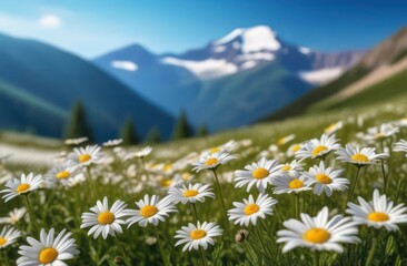 mountain landscape with a field of daisies in the foreground