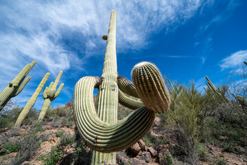 Large saguaro cactus - Yetman trail and Camino De Oeste Trailhead at Tucson Mountain Park