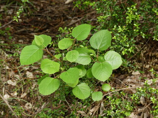 ficus carica | Fig green plant growing foliage in the soil closeup details. 