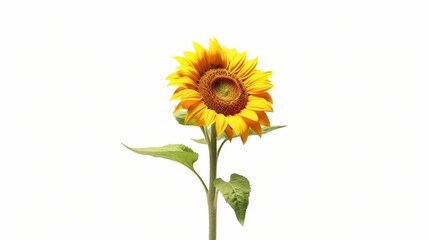 Sunflower isolated on white background. Sunflower on white background.
