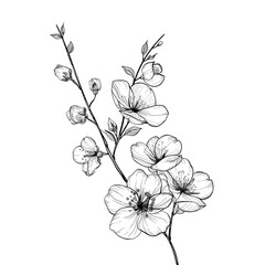 A hand drawing of a branch of sakura tree with a few flowers on it. Flower blossom