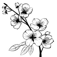 A hand drawing of a branch of sakura tree with a few flowers on it. Flower blossom
