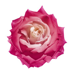 Pink Rose flower  on  isolated background. Closeup. For design. Transparent background.   Nature. - 777557798