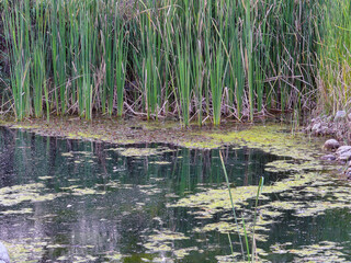 algae on water surface with cattail plants 