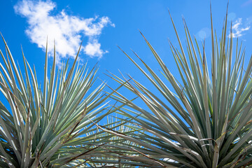 Agave Joshua Tree plant, against a blue sky in Arizona