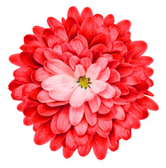 Red  chrysanthemum flower  on  isolated background. Transparent background. Closeup.