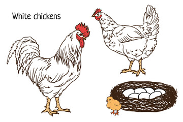 white chicken, cock, chick, eggs in nest. Decorative bird hen, rooster engrave doodle style. Farm animal logo. Vector illustration of a poultry for farming products package, book illustration, poster
