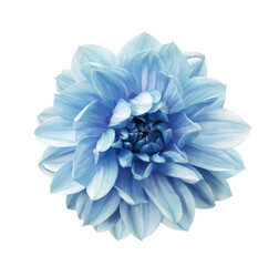 Blue   dahlia. Flower on  isolated background.  For design.  Closeup.  Transparent background.  Nature.