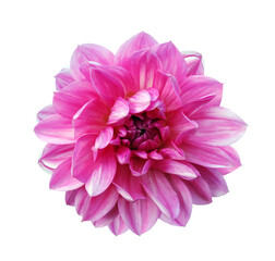 Pink  dahlia. Flower on  isolated background with clipping path.  For design.  Closeup. Transparent background.  Nature.