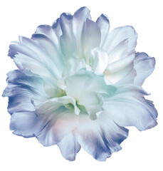 Tulip flower  on  isolated background with clipping path. Closeup. For design. Nature.