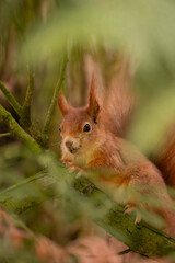 Squirrel up in the tree