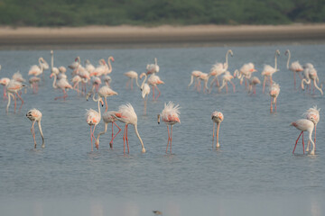 Fototapeta premium Greater flamingo is the largest living species of flamingo
