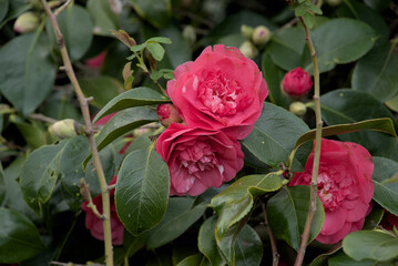 London, UK, 4 March 2024: Red rose blooming in flower garden, colorful roses in rose garden, english roses of different colors in english garden