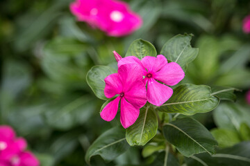 The  pink periwinkle flowers are blooming on the plant.