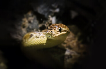 Portraif of great Python regius.	
