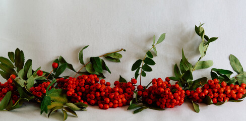 branches of red rowan on a white background