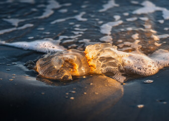 Jellyfish washed up on the beach in the surf and water